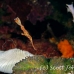 pipefish_ghost_thin_mid_h_0705_png1362.jpg